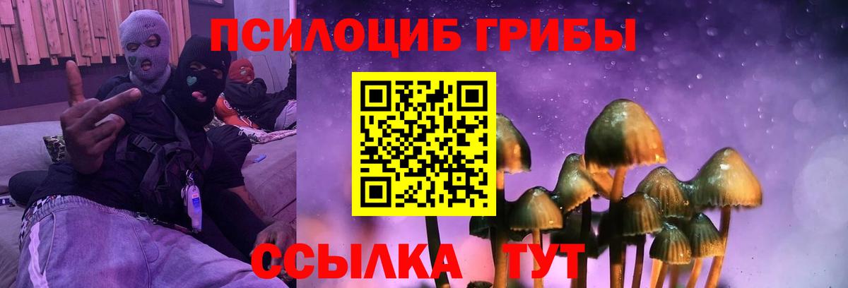 Галлюциногенные грибы Psilocybine cubensis Барабинск
